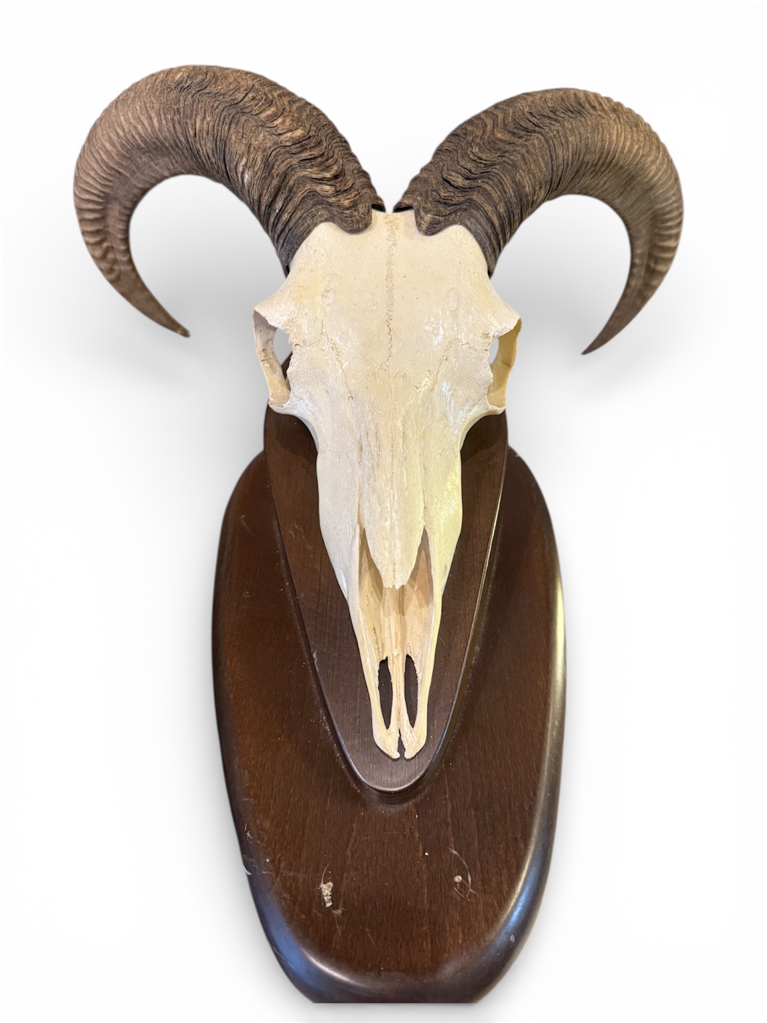 Trofeo de caza - cráneo de muflón