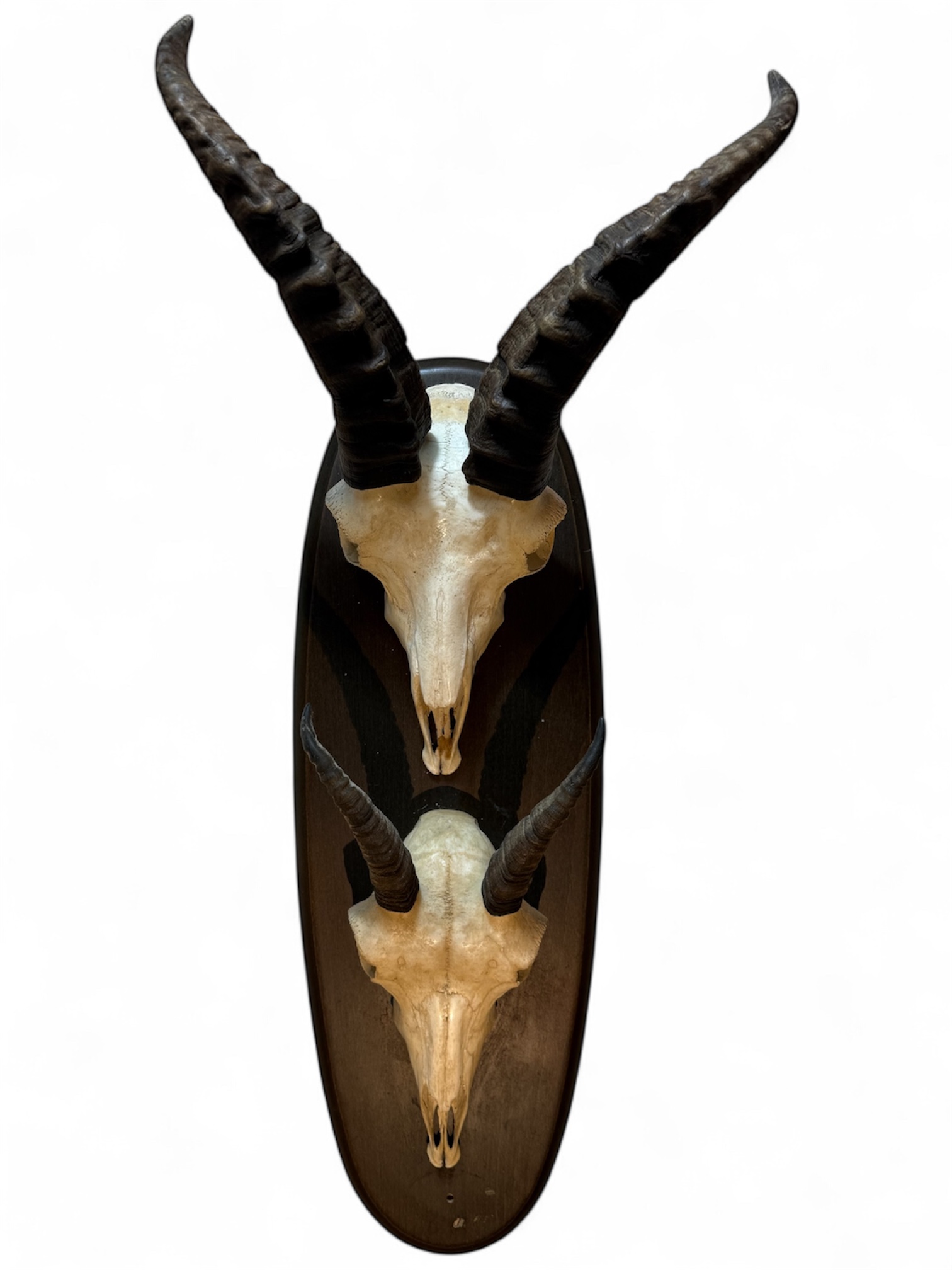 Trofeo de caza- pareja de cráneos cabra hispánica